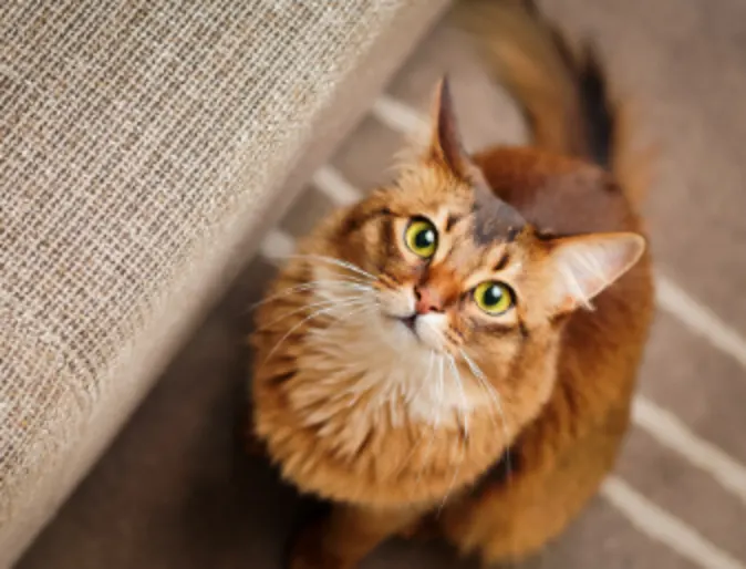 Orange Cat Looking Up at Camera